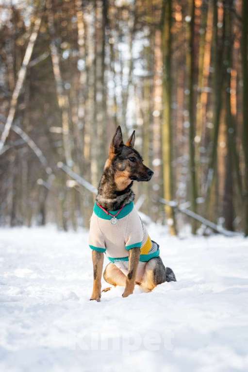 Собаки в Москве: Маленькая собака, которой кидали еду — но не давали дом Девочка, Бесплатно - фото 8
