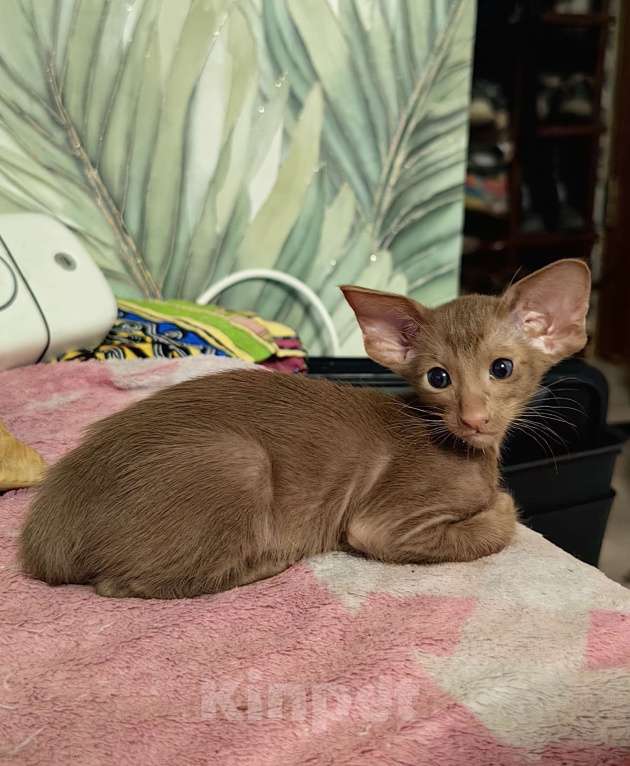 Кошки в Екатеринбурге: Цинамоновая девочка Девочка, 100 000 руб. - фото 3