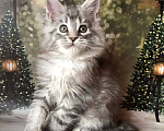 Кошки в Санкт-Петербурге: Котик мейн кун чёрный мраморный серебряный Мальчик, 45 000 руб. - фото 5