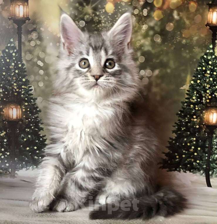 Кошки в Санкт-Петербурге: Котик мейн кун чёрный мраморный серебряный Мальчик, 45 000 руб. - фото 5