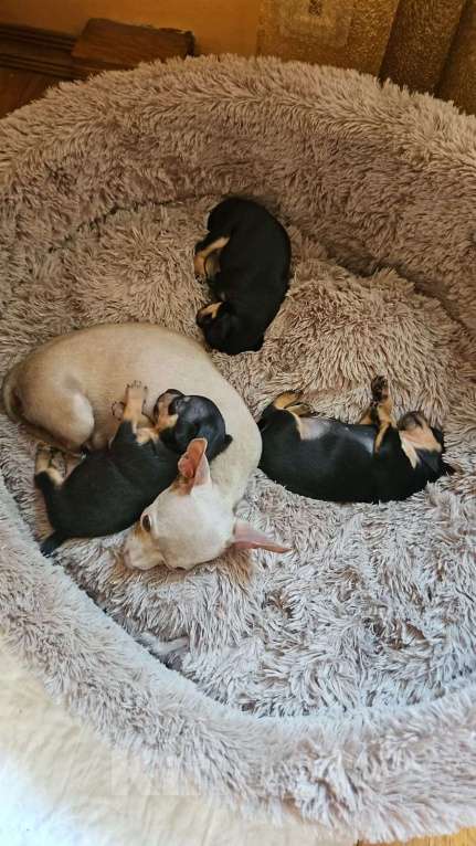 Собаки в Москве: Принцесса 2 Девочка, 20 000 руб. - фото 3