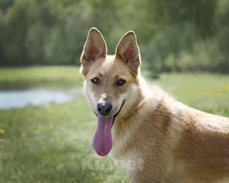 Собаки в Москве: Рыжая лисичка Белла в добрые руки Девочка, Бесплатно - фото 8