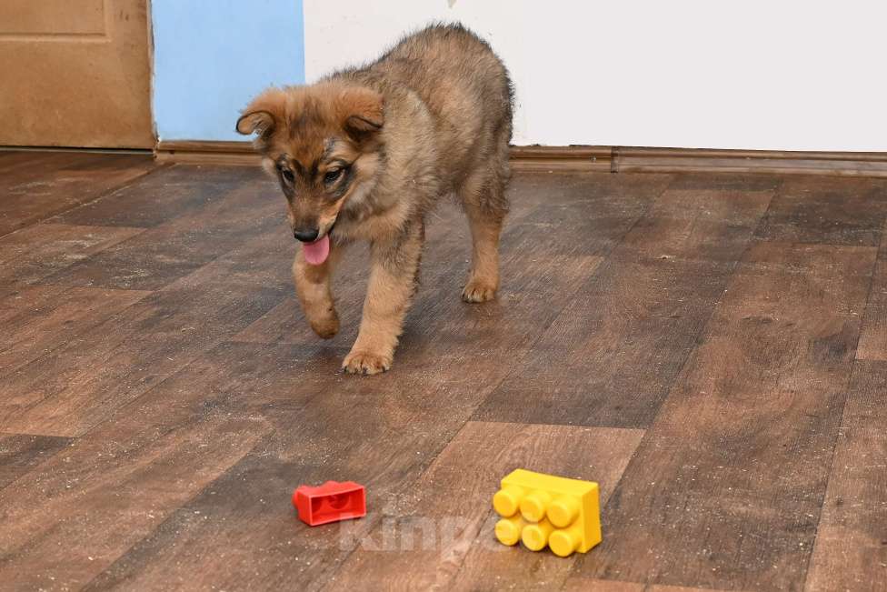 Собаки в других городах Московской области: Ищет добрую семью Элегия. 4 мес. Девочка, 1 000 руб. - фото 3
