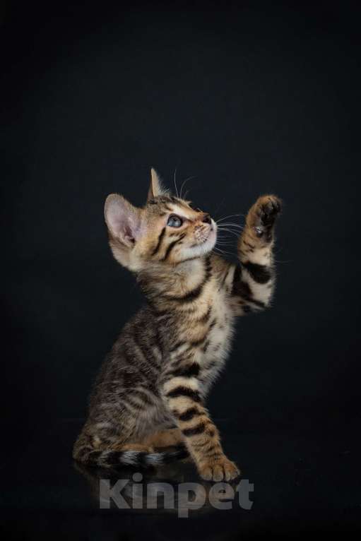 Кошки в Москве: Бенгальский котенок с документами Мальчик, Бесплатно - фото 4