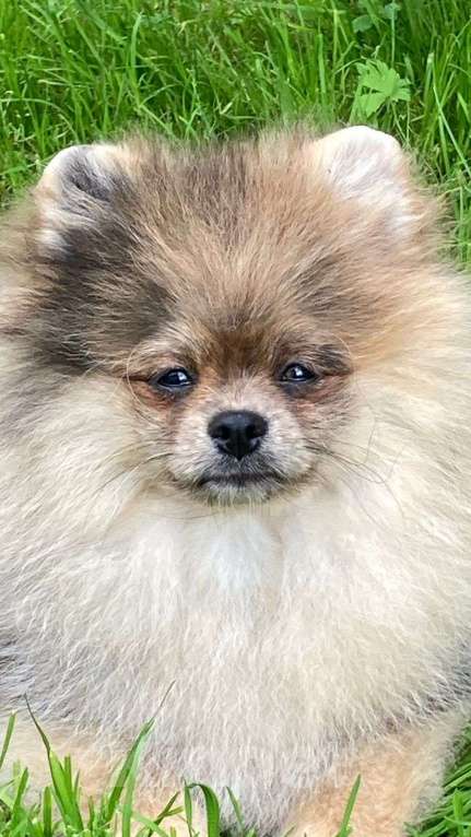 Собаки в Санкт-Петербурге: Мальчик Мальчик, Бесплатно - фото 1