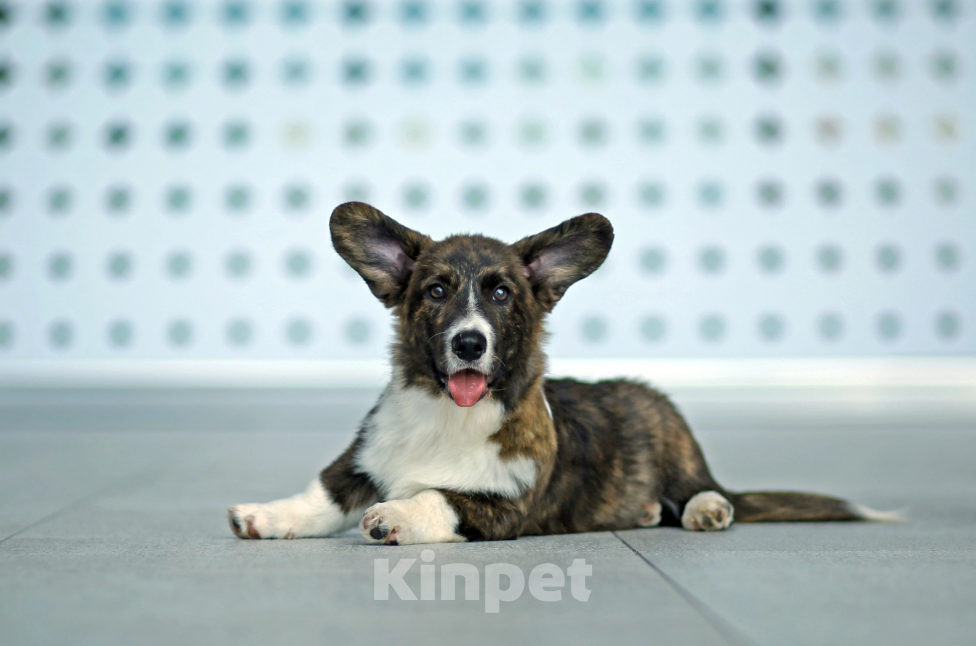 Собаки в Санкт-Петербурге: Вельш-Корги Кардиган, щенок Мальчик, Бесплатно - фото 3