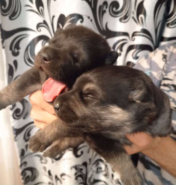 Собаки в других городах Амурской области: Щенки восточноевропейской овчарки, ВЕО, овчарки Мальчик, 40 000 руб. - фото 4