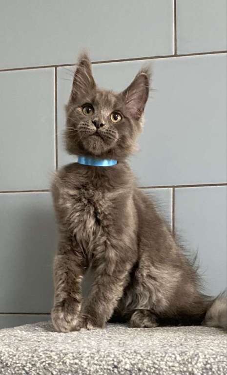 Кошки в других городах Московской области: котик мейн кун голубых кровей в голубой шубке из питомника Мальчик, 50 000 руб. - фото 3