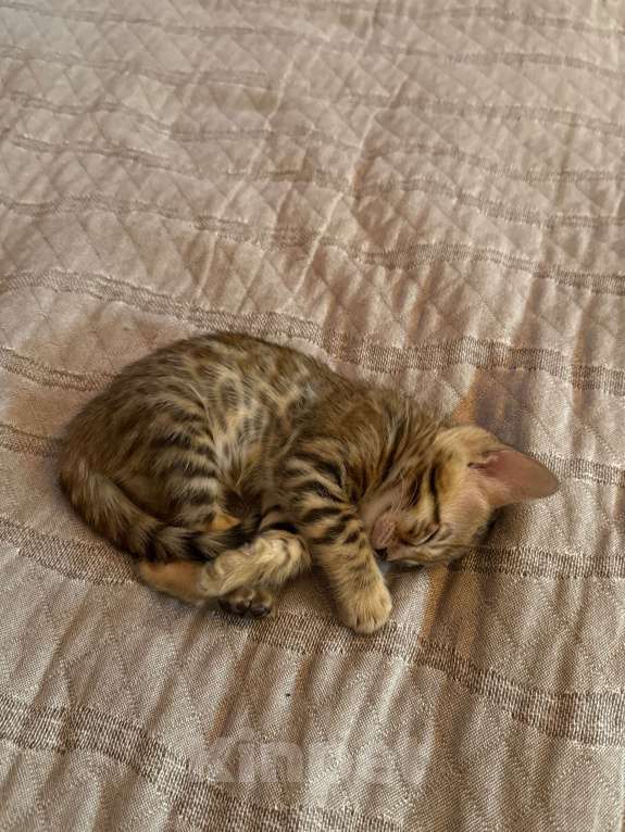 Кошки в Москве: Бенгальский котенок, продадим срочно! Девочка, 20 000 руб. - фото 5