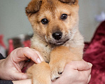 Собаки в Химках: Миниатюрный щенок из приюта ищет дом Девочка, Бесплатно - фото 6