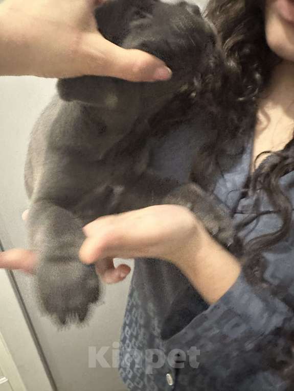 Собаки в других городах Московской области: Щенки кане-корсо Девочка, 45 000 руб. - фото 5