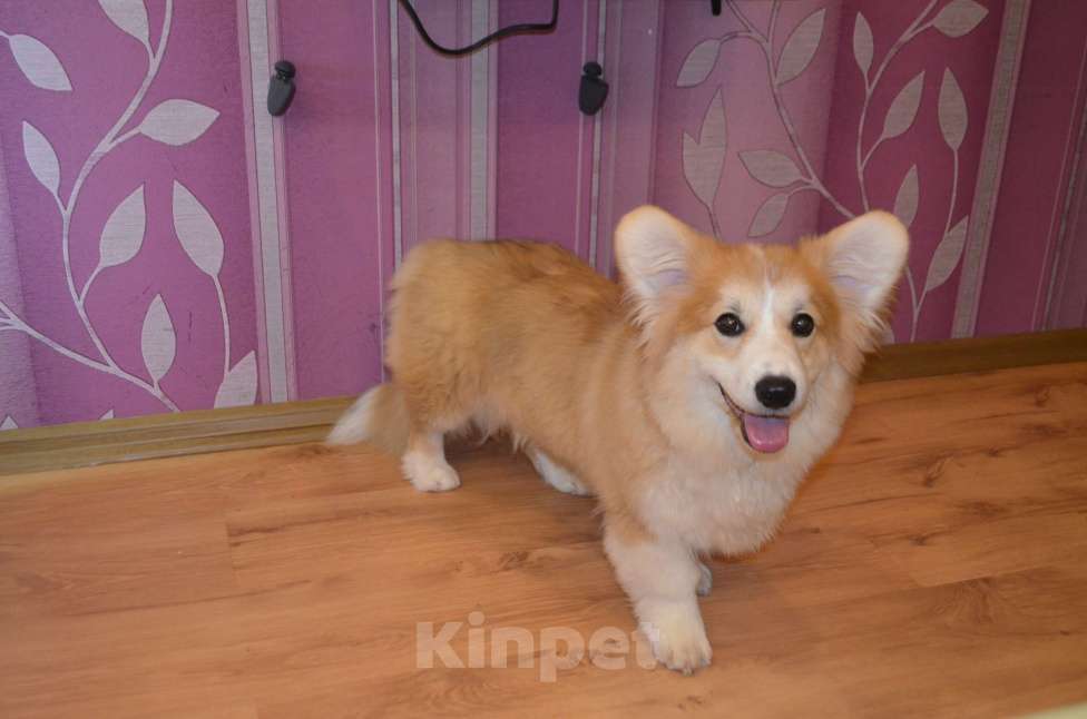 Собаки в Севастополе: Корги флаффи Мальчик, 50 000 руб. - фото 6