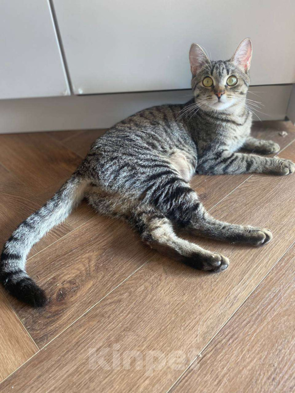 Кошки в Москве: Фёдор - лучший друг Мальчик, Бесплатно - фото 3