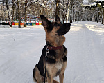 Собаки в других городах Калужской области: Щенок немецкой овчарки мальчик Мальчик, 40 000 руб. - фото 10