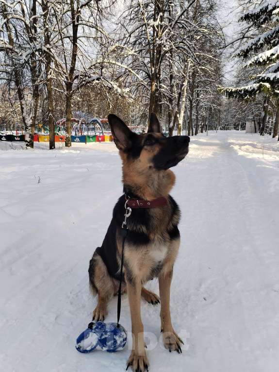 Собаки в других городах Калужской области: Щенок немецкой овчарки мальчик Мальчик, 40 000 руб. - фото 10