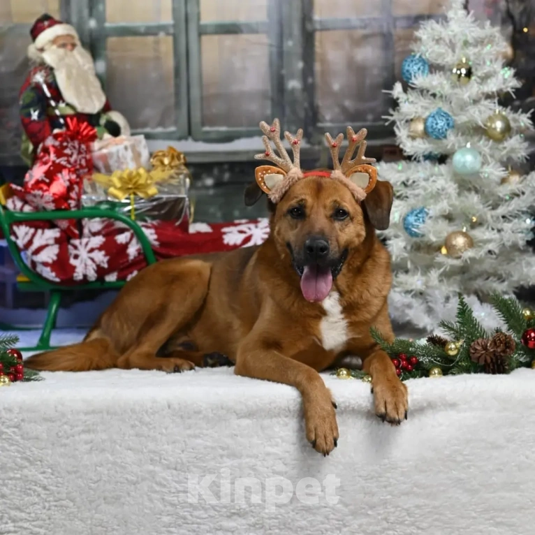 Собаки в других городах Московской области: Тайф - большой ребёнок  Мальчик, 1 руб. - фото 4