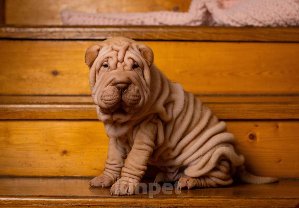 Собаки в Севастополе: Продажа щенков шарпея Разнополые, 40 000 руб. - фото 7