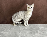 Кошки в Москве: котик египетская мау  Мальчик, 85 000 руб. - фото 7