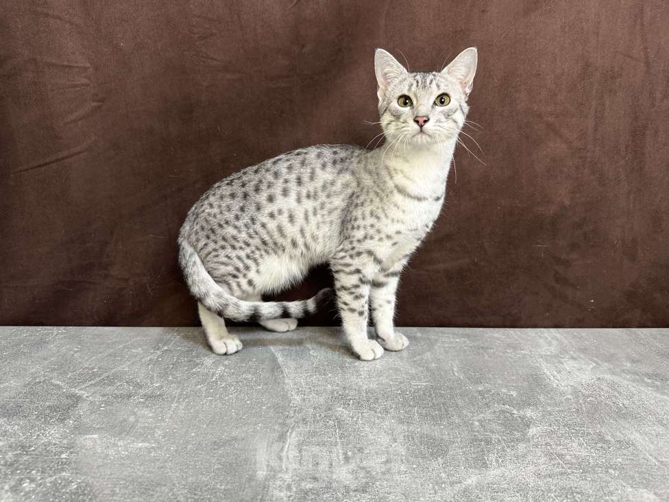 Кошки в Москве: котик египетская мау  Мальчик, 85 000 руб. - фото 7