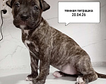 Собаки в других городах Московской области: Американский питбультерьер .Девочка Девочка, 25 000 руб. - фото 1