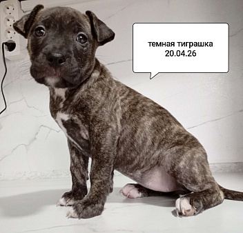 ААмериканский питбультерьер .Девочка