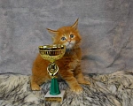 Кошки в Барнауле: котята мейн кун  Мальчик, Бесплатно - фото 1