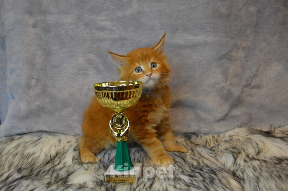 Кошки в Барнауле: котята мейн кун  Мальчик, Бесплатно - фото 1