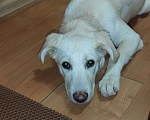 Собаки в Ивантеевке: Красивая, умная и воспитанная девочка-щенок Лаки Девочка, Бесплатно - фото 3