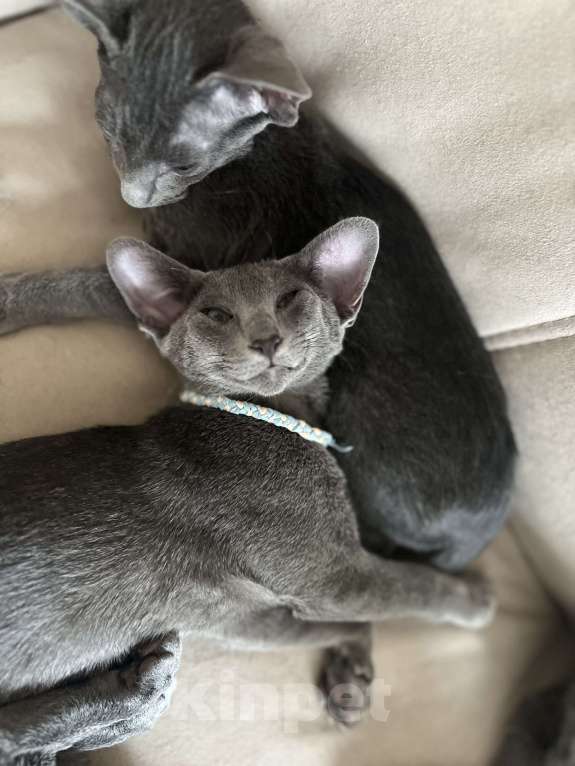 Кошки в Москве: Голубой котенок ориентальной породы  Мальчик, 60 000 руб. - фото 3