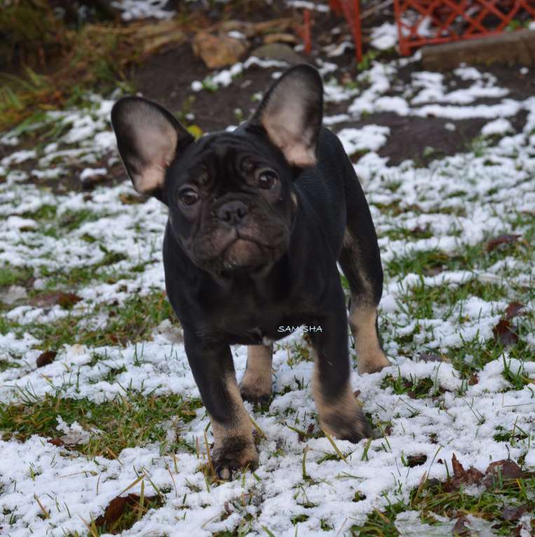 Собаки в Москве: щенки Девочка, 60 000 руб. - фото 2