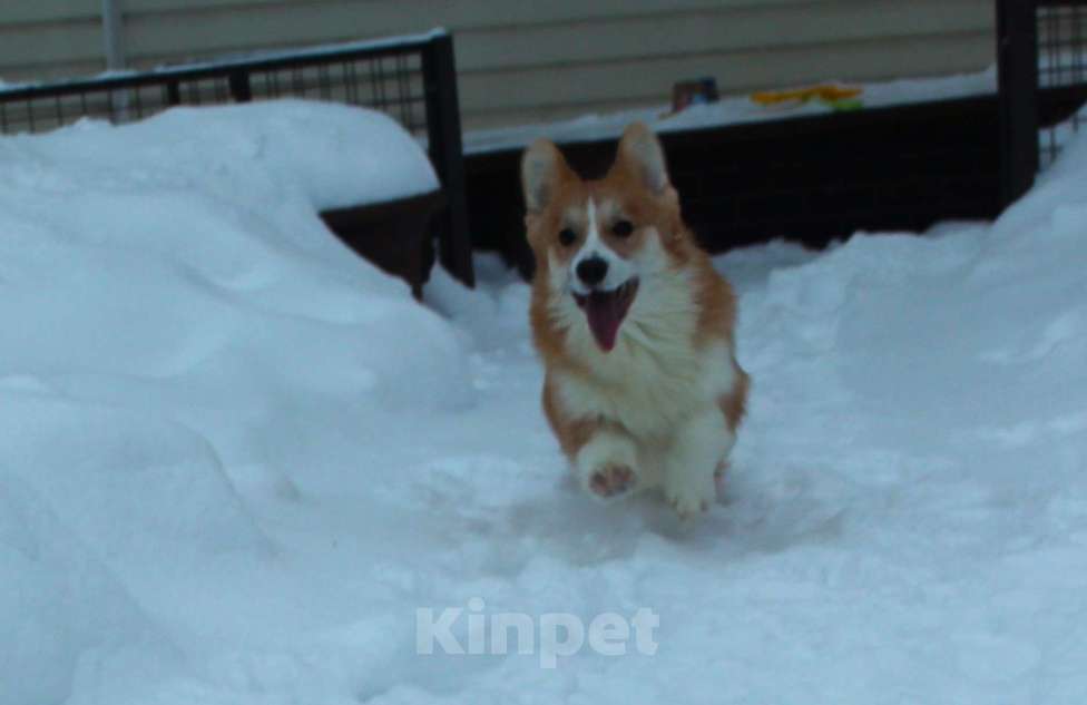 Собаки в Подольске: щенки вельш корги пемброк Девочка, 35 000 руб. - фото 2
