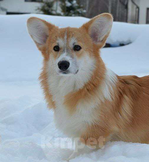 Собаки в Новосибирске: Щенок вельш корги пемброк Мальчик, Бесплатно - фото 3