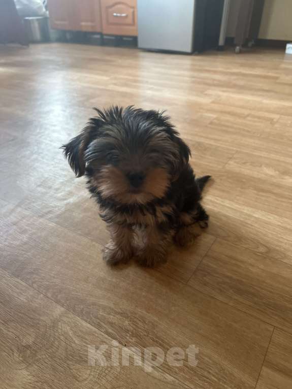 Собаки в Новосибирске: Продам девочку Йорка Девочка, 17 000 руб. - фото 4