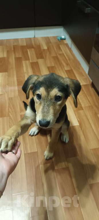 Собаки в Санкт-Петербурге: СРОЧНО отдаём щенка  Девочка, Бесплатно - фото 5