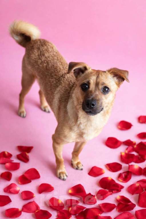 Собаки в Москве: Девочка Нюша ищет дом Девочка, Бесплатно - фото 1