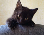 Кошки в Новоаннинском: Котёнок ищет добрые руки 🐈 Девочка, Бесплатно - фото 1