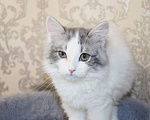 Кошки в Куровском: Котята даром в добрые руки Разнополые, Бесплатно - фото 5