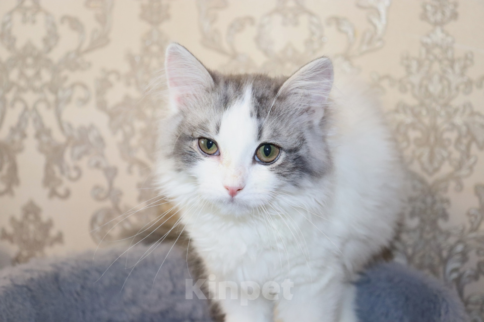 Кошки в Куровском: Котята даром в добрые руки Разнополые, Бесплатно - фото 5