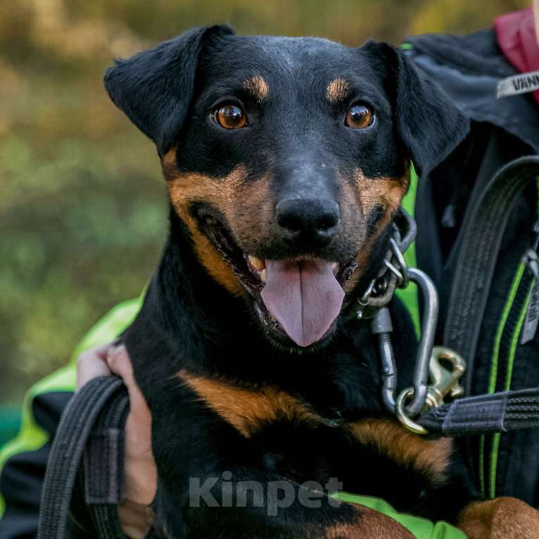 Собаки в Москве: Кекс, ягдтерьер Мальчик, Бесплатно - фото 3