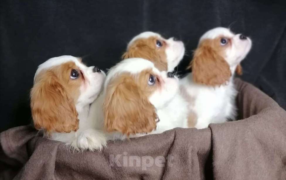 Собаки в Москве: Кавалер кинг Чарльз спаниель 3 мес щенки Девочка, 70 000 руб. - фото 4