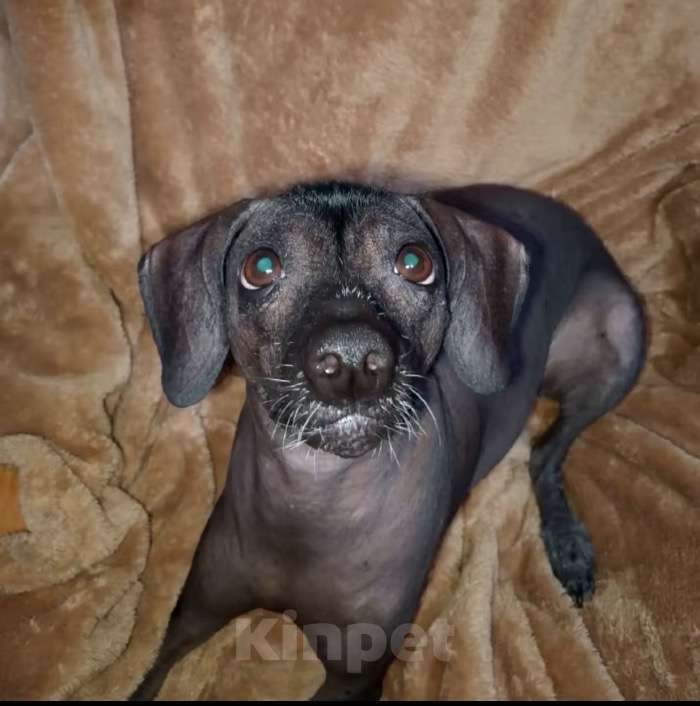 Собаки в других городах Ставропольского края: Отдам в добрые руки собаку Девочка, Бесплатно - фото 3