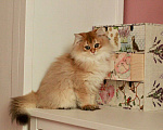 Кошки в Москве: Длинношерстный британский котёнок  Мальчик, 50 000 руб. - фото 4