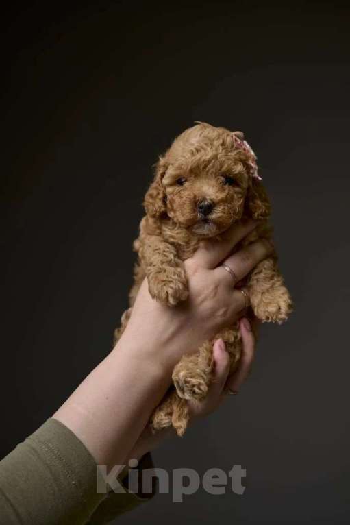 Собаки в Старом Купавне: Мальтипу Разнополые, Бесплатно - фото 5