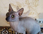 Кошки в Оленегорске: Сфинкс на вязку., 1 500 руб. - фото 1