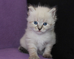 Кошки в Омске: Продаются Невские маскарадные и Сибирские котята Девочка, 35 000 руб. - фото 2