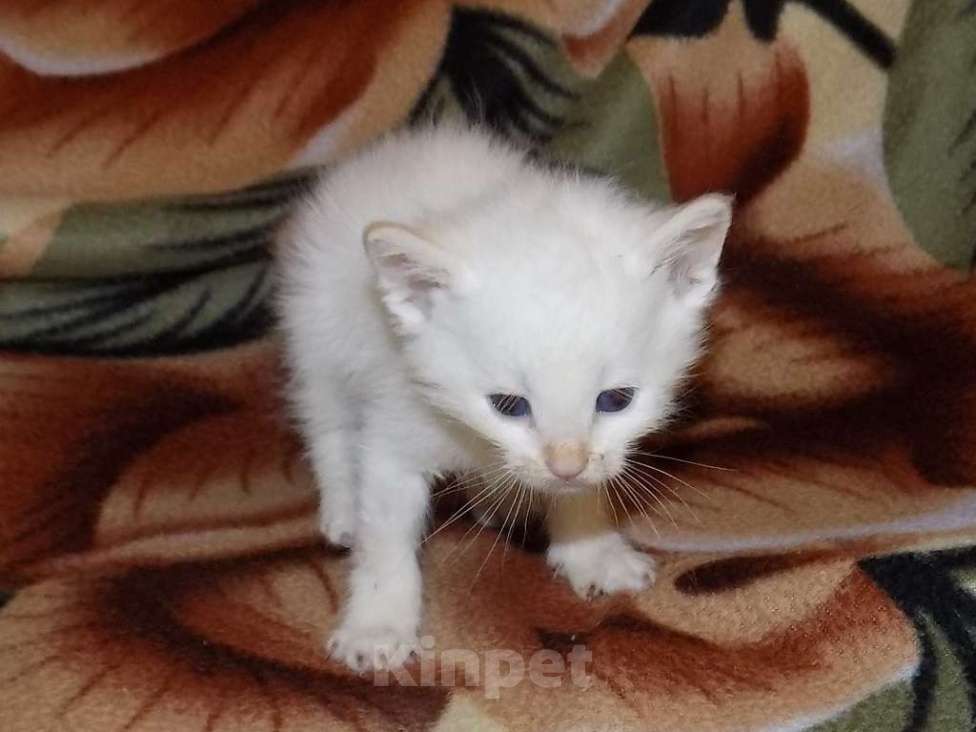 Кошки в Москве: Голубоглазые тайские котята Мальчик, 10 000 руб. - фото 4