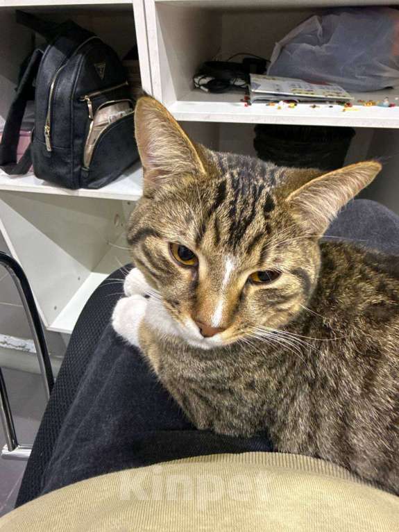 Кошки в других городах Московской области: Отдам в хорошие руки Мальчик, Бесплатно - фото 4