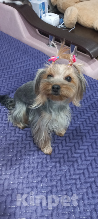 Собаки в Волгограде: Продам Мальчик, 20 000 руб. - фото 7