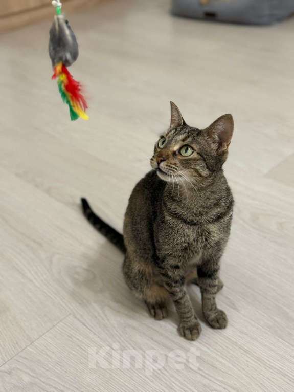 Кошки в Москве: Молодая кошечка Анфисочка ищет добрые ручки Девочка, Бесплатно - фото 8