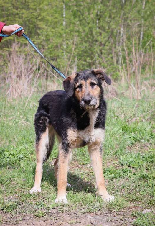 Собаки в Подольске: Молодая собака Баста в добрые руки  Девочка, Бесплатно - фото 4